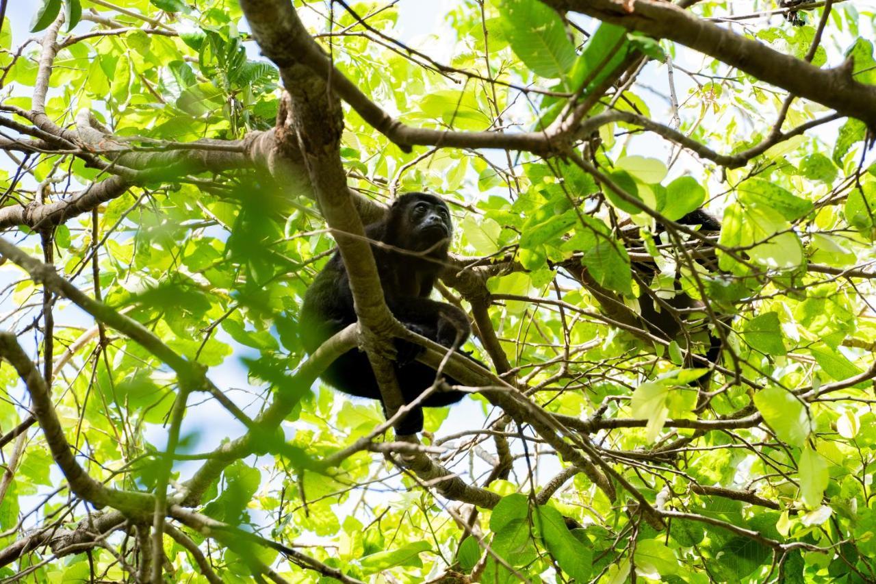 Frühstückspension Antema Secteur Tamarindo, Piscine, Yoga, Gym, Jungle Et Paix Tamarindo